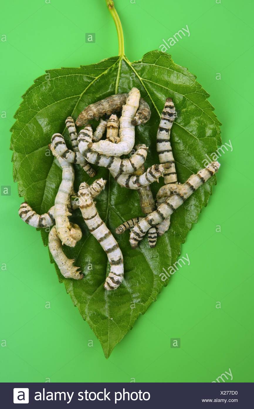 Silkworm Mulberry Stock Photos & Silkworm Mulberry Stock Images Alamy