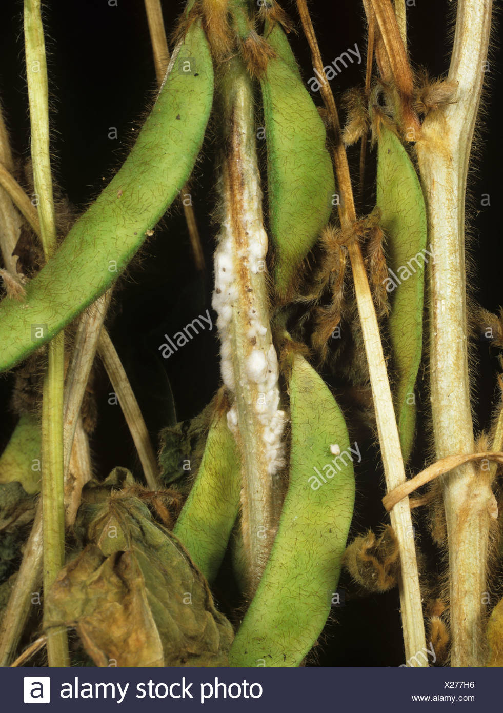 Sclerotinia Sclerotiorum High Resolution Stock Photography and Images ...