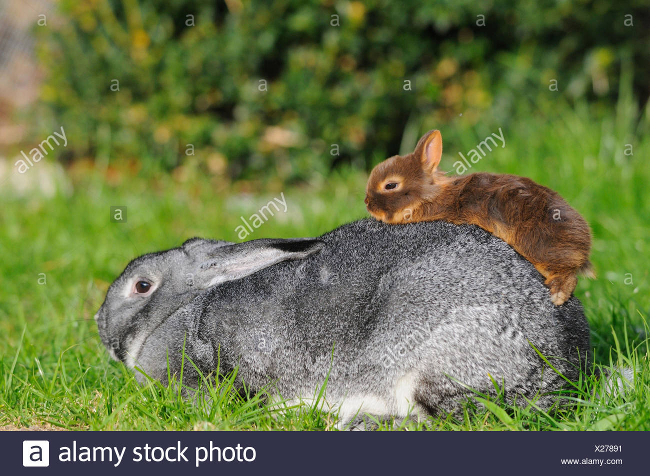 dwarf chinchilla for sale