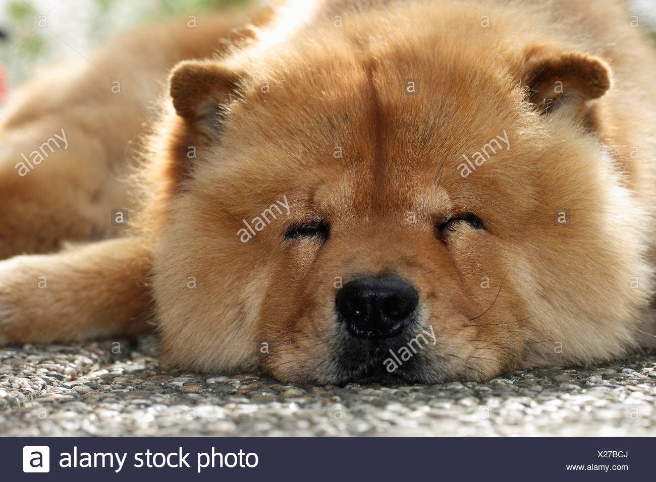Chow Chow Hund High Resolution Stock Photography and Images Alamy