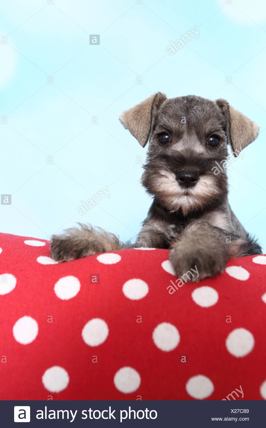 red schnauzer puppies