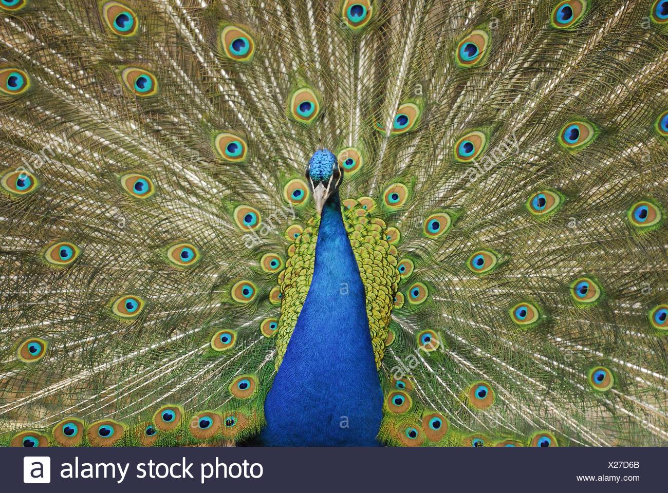 Single Peacock Feather High Resolution Stock Photography and Images - Alamy