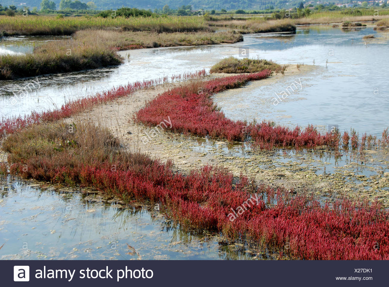 Brackish Stock Photos & Brackish Stock Images - Alamy
