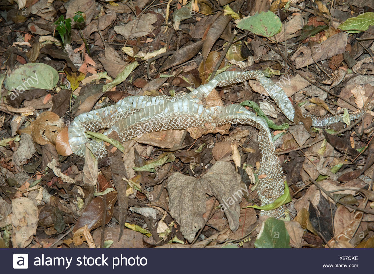 Snake Skin On Forest Floor Madagascar Stock Photo 276761954 Alamy