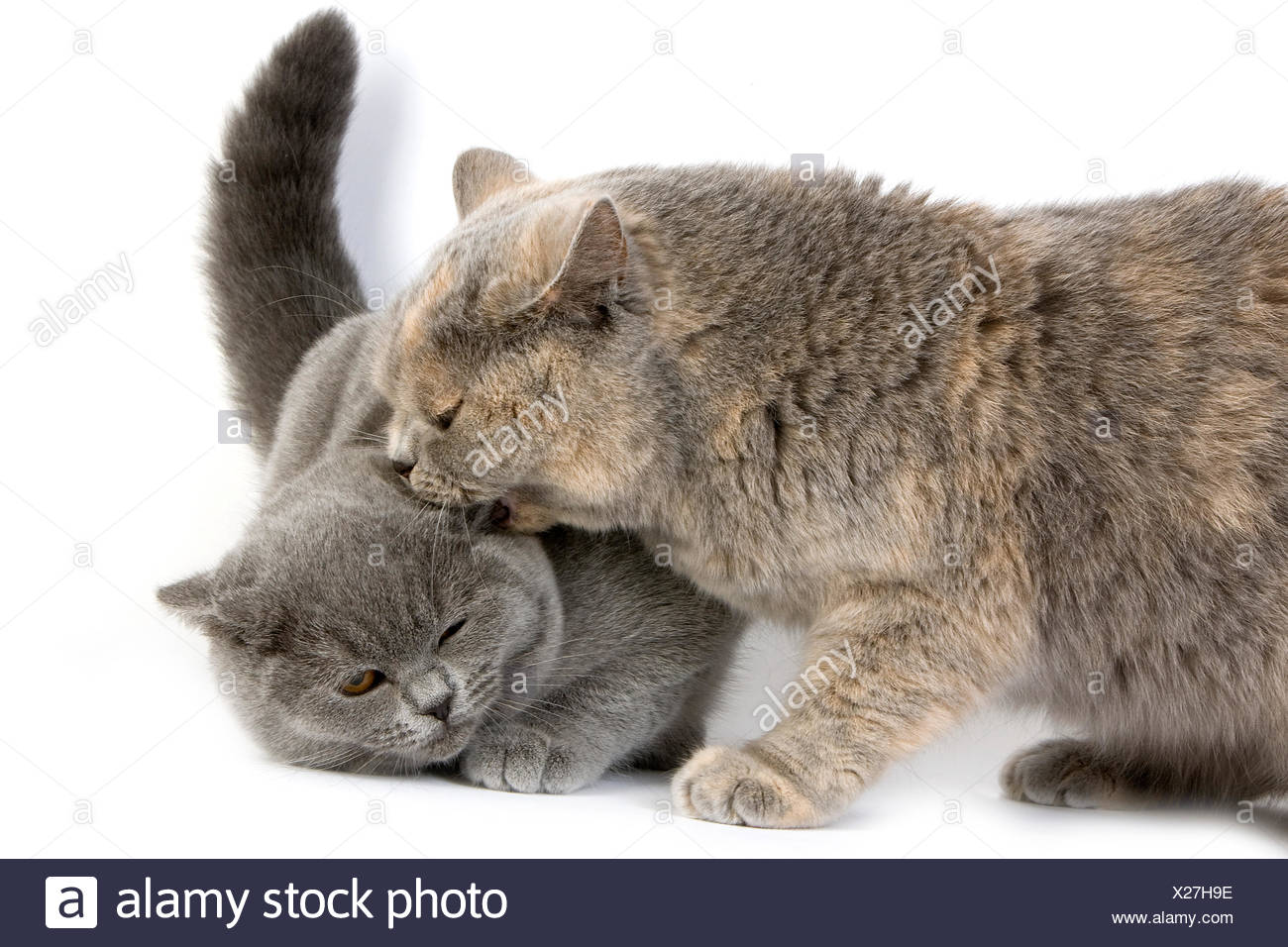 Blue Cream British Shorthair Domestic Cat Female Biting A Blue
