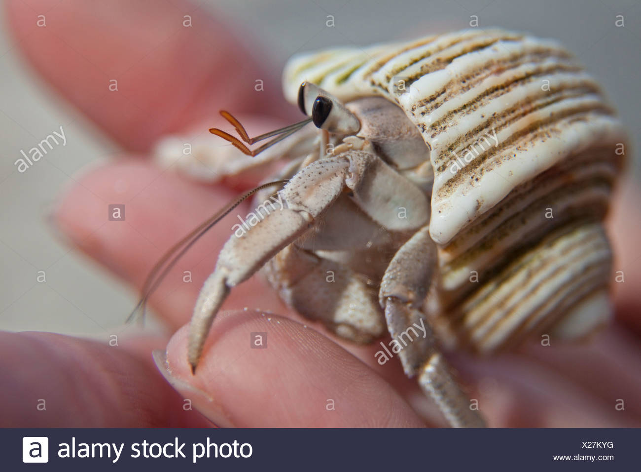 Watch How to Hold a Hermit Crab video Watch How to Hold a Hermit Crab video
