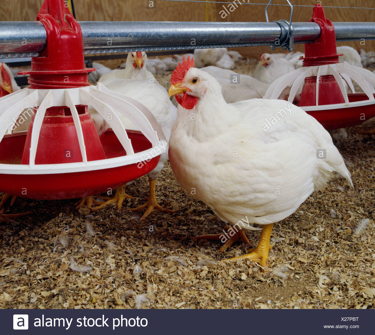 Hubbard Chicken High Resolution Stock Photography and Images Alamy