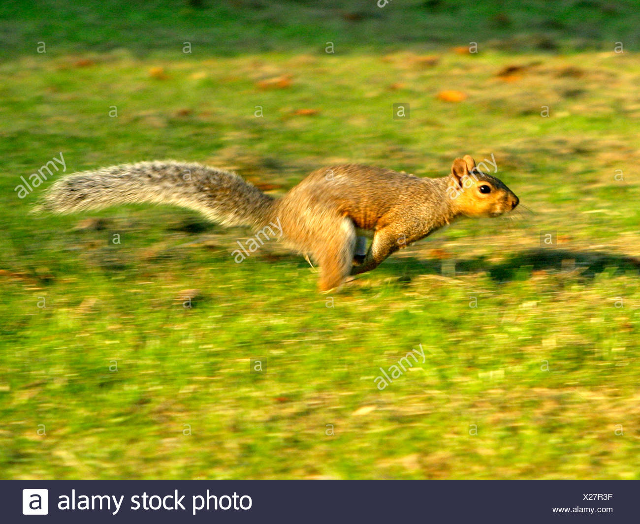 Squirrel Running High Resolution Stock Photography and Images Alamy