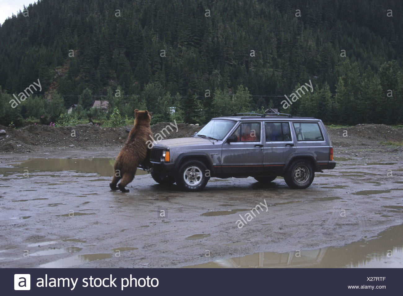 Bear Attack Car High Resolution Stock Photography And Images Alamy bear-attack-car-high-resolution-stock-photography-and-images-alamy