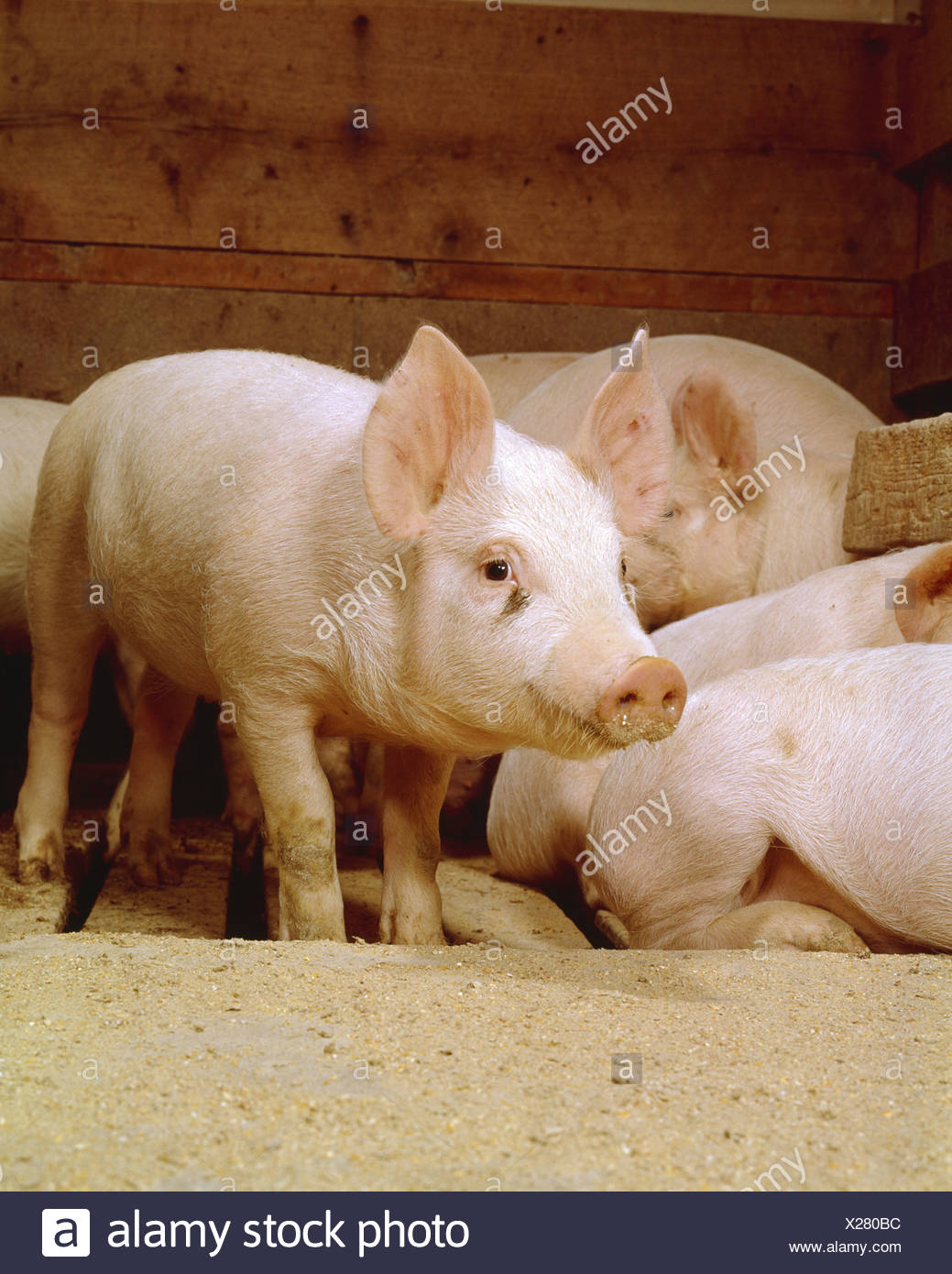 50 Lb Hampshire Yorkshire Doroc Cross Feeder Pigs Stock Photo