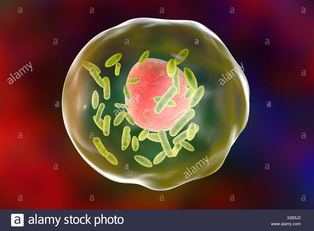 symptoms burnetii c & Stock Photos Computer Stock Computer Cannot Cannot