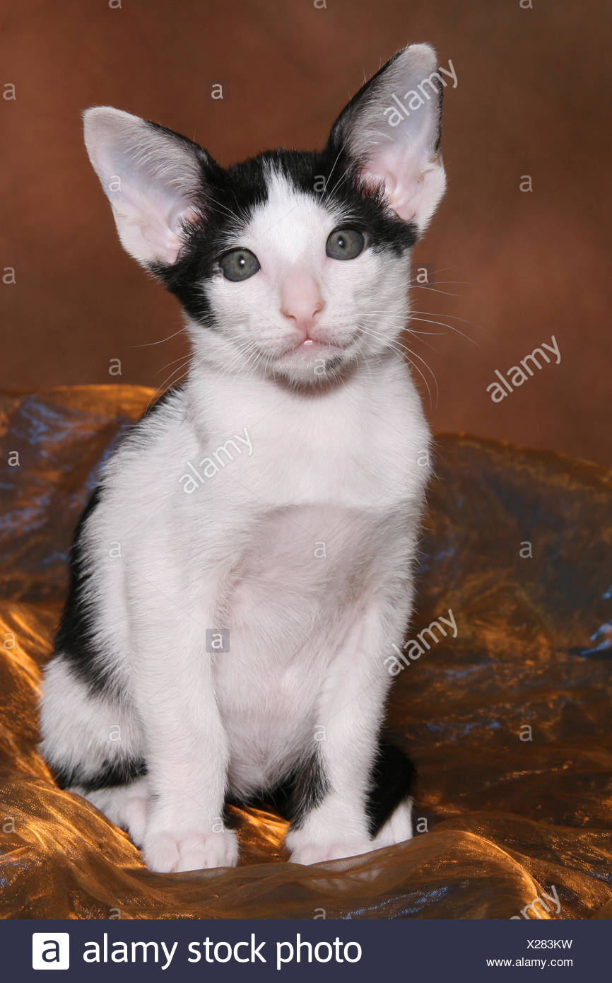 Oriental Shorthair Kitten Stock Photo 276773725 Alamy