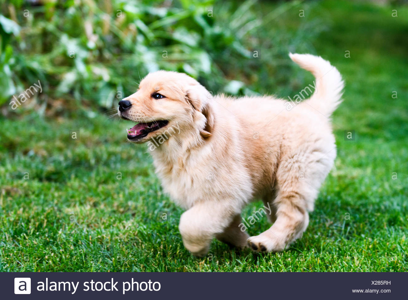 golden retriever puppy playing