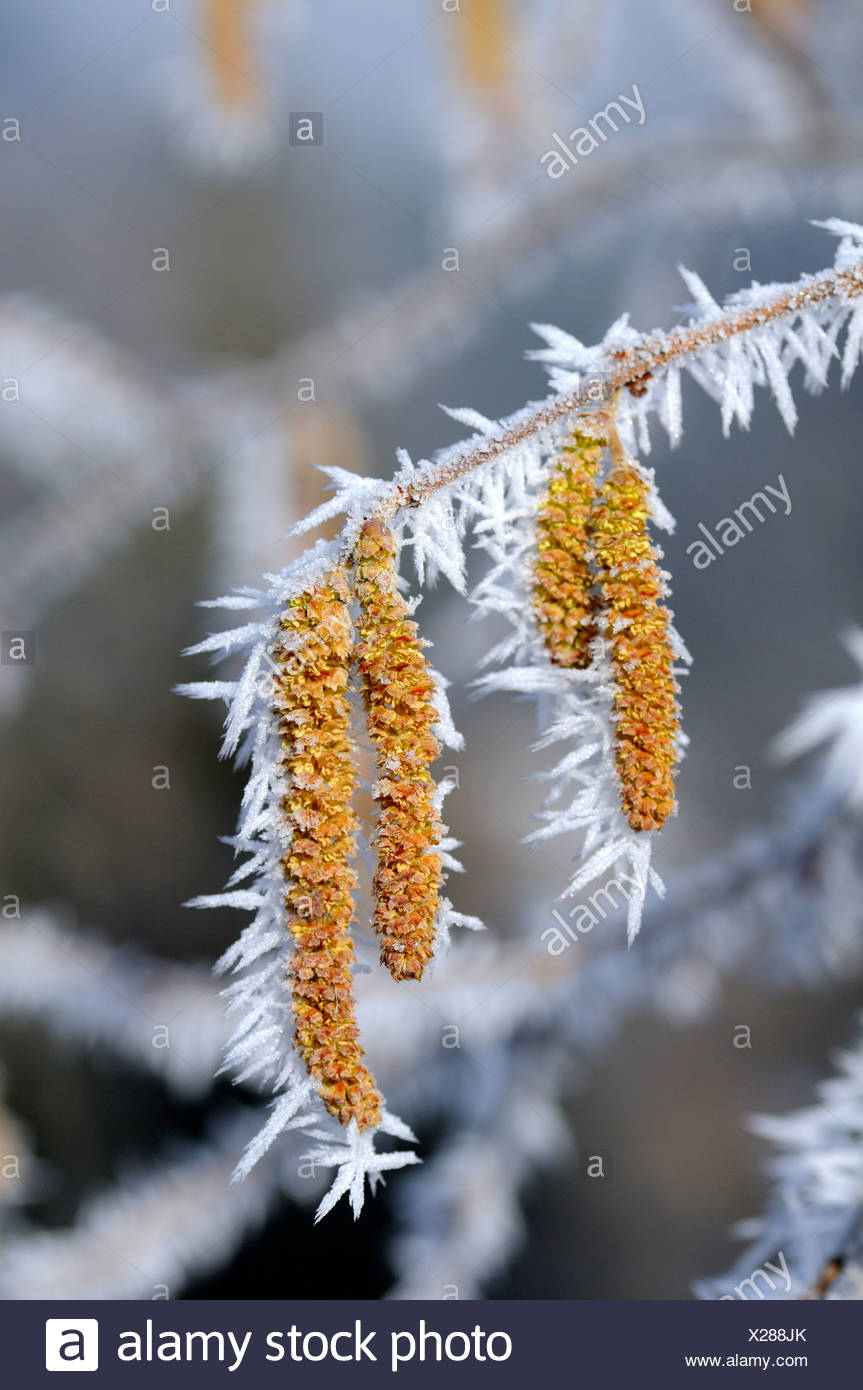 Ice crystals formed on Hazel flowers (Corylus) Stock Photo