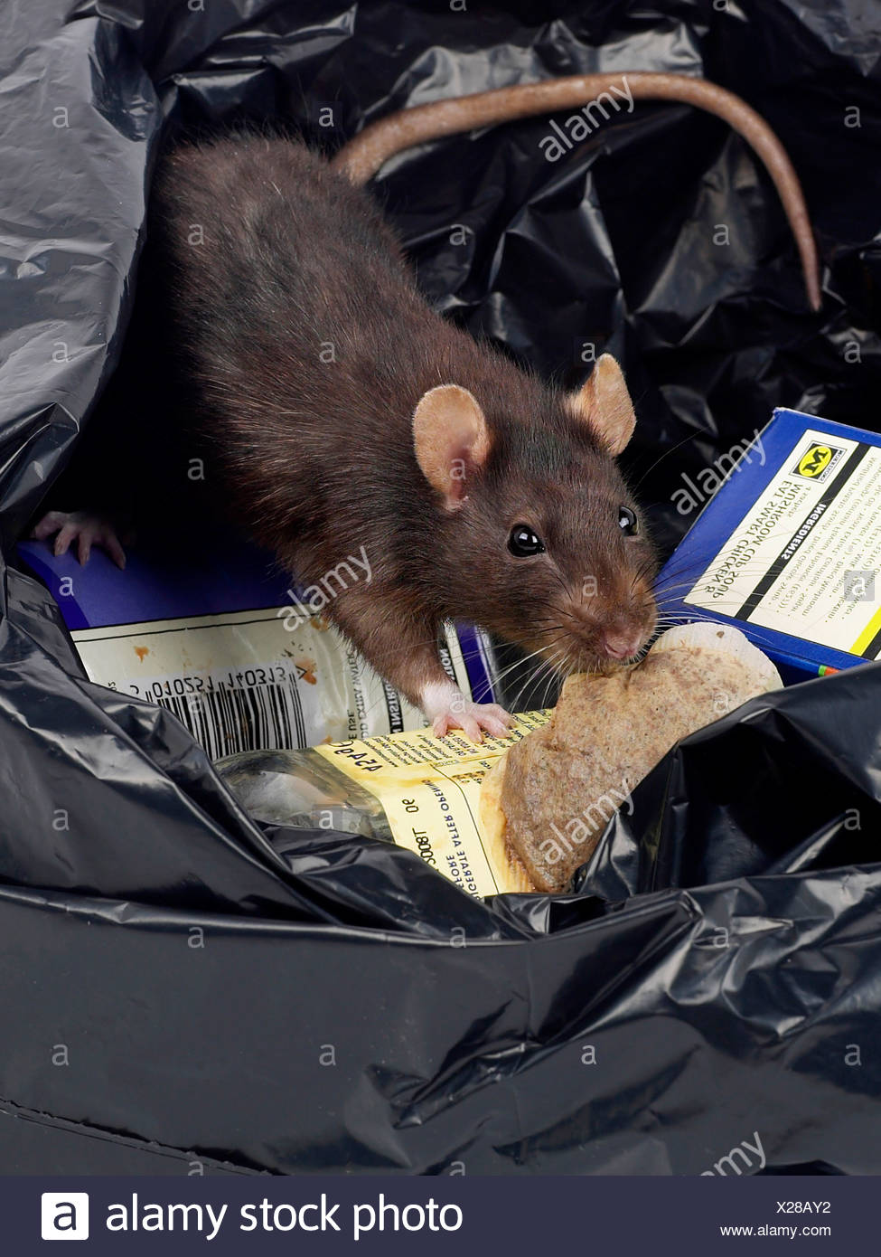 Rat Rubbish High Resolution Stock Photography and Images - Alamy