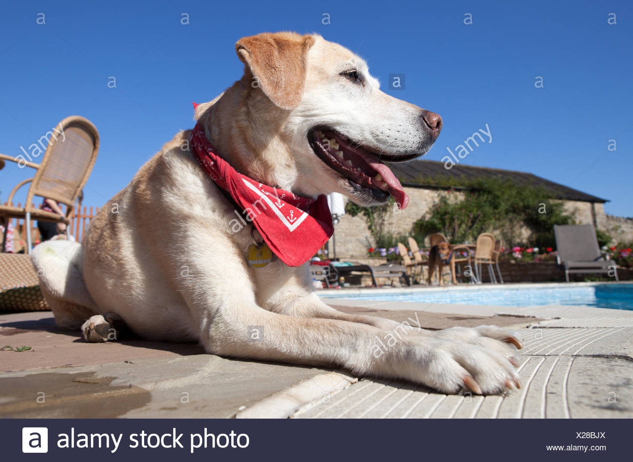 Heller Hund Stock Photos &amp; Heller Hund Stock Images Alamy