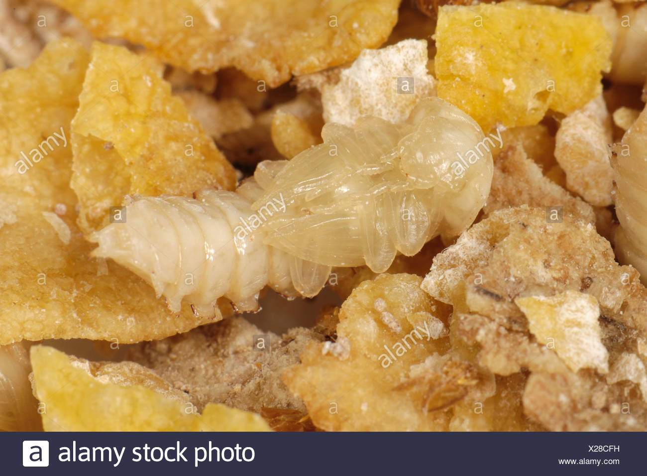 Yellow Mealworm Beetle Tenebrio Molitor High Resolution Stock