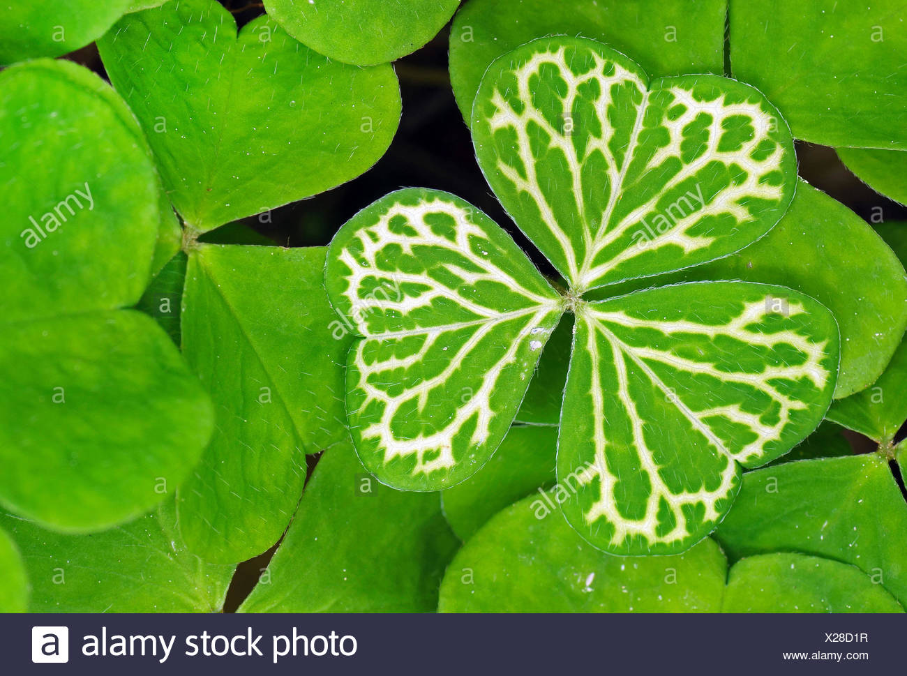 Common Wood Sorrel Wood Sorrel Irish Shamrock Oxalis Acetosella Leaves From Above With White Venation Germany Bavaria Oberbayern Upper Bavaria Stock Photo Alamy Common Wood Sorrel Wood Sorrel Irish Shamrock Oxalis Acetosella Leaves From Above With White Venation Germany Bavaria Oberbayern Upper Bavaria Stock Photo Alamy