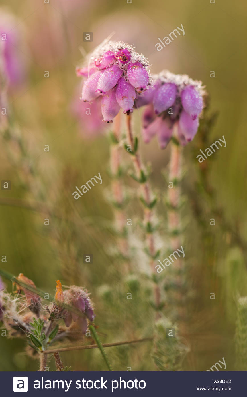 bog heather Stock Photo