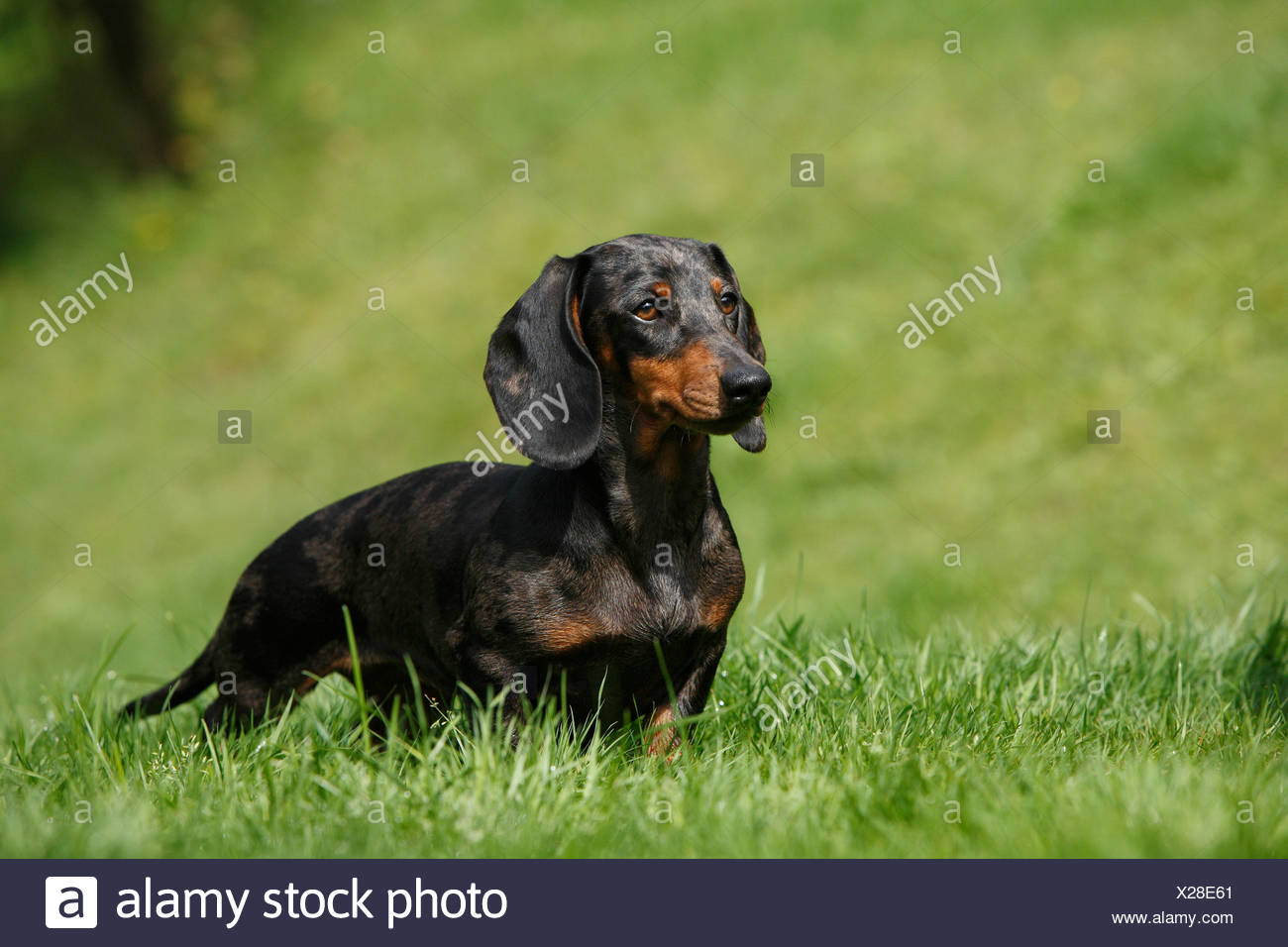 Short Haired Dachshund Short Haired Sausage Dog Domestic Dog