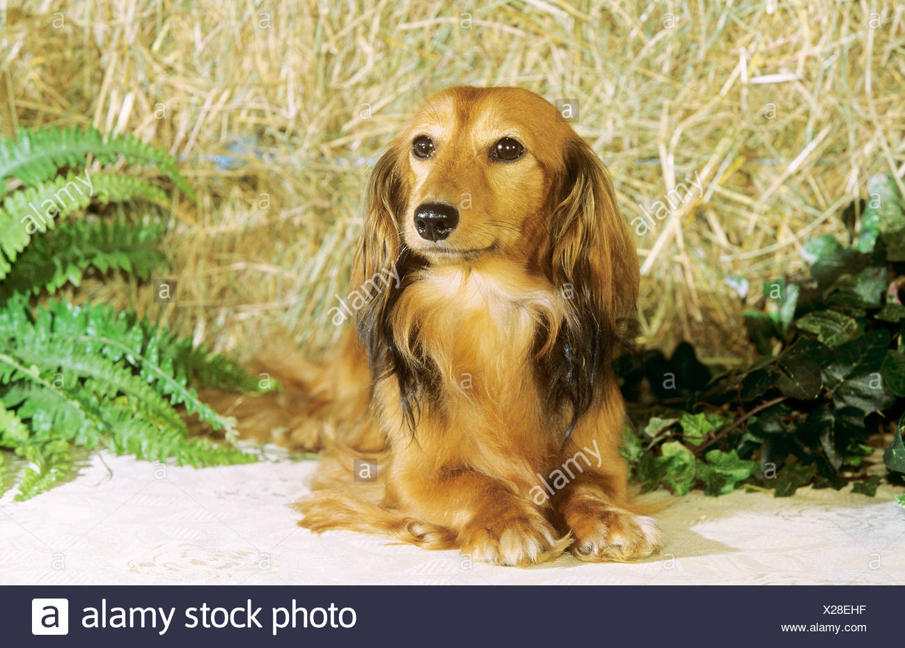 Miniature Long Haired Dachshund Lying Stock Photo 276782283 Alamy