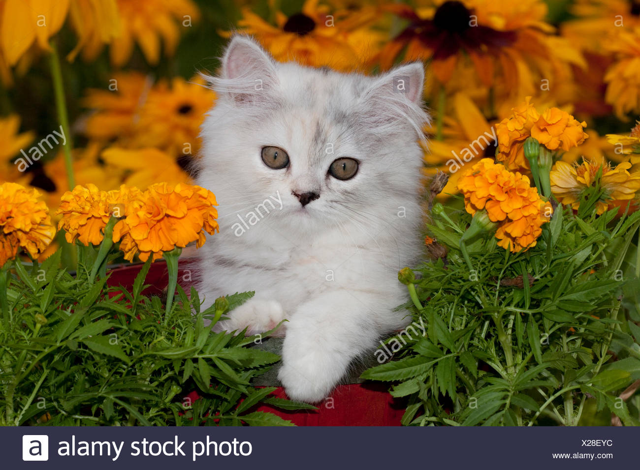 cat baby doll