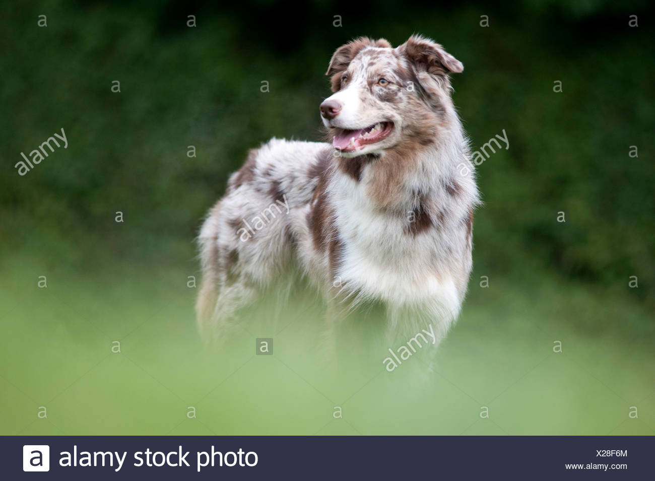 Red Merle Stock Photos Red Merle Stock Images Alamy