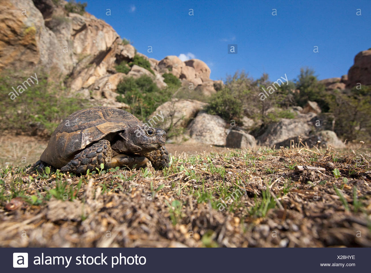 greek tortoise habitat