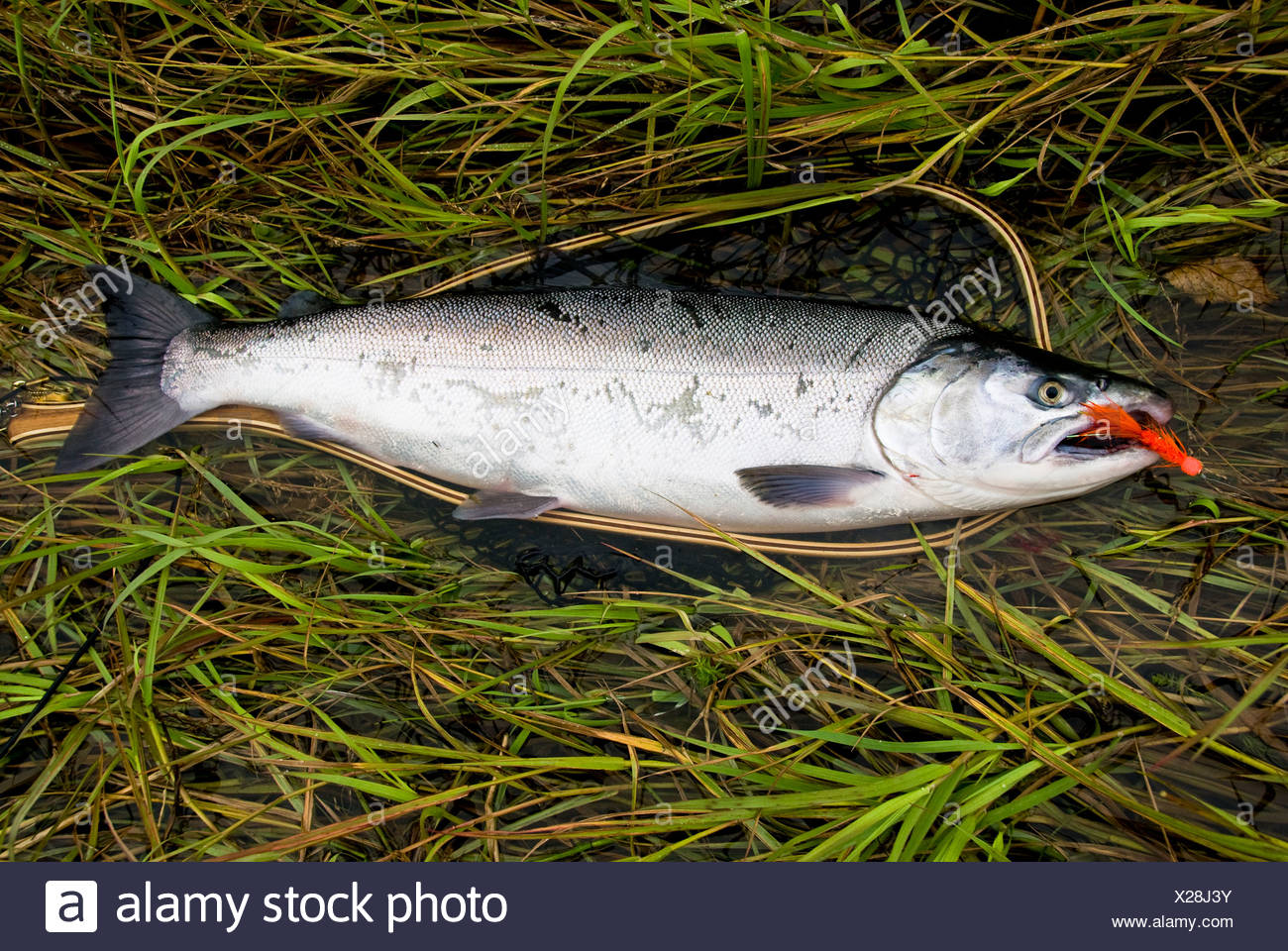 Fly Fish Stock Photos & Fly Fish Stock Images Alamy