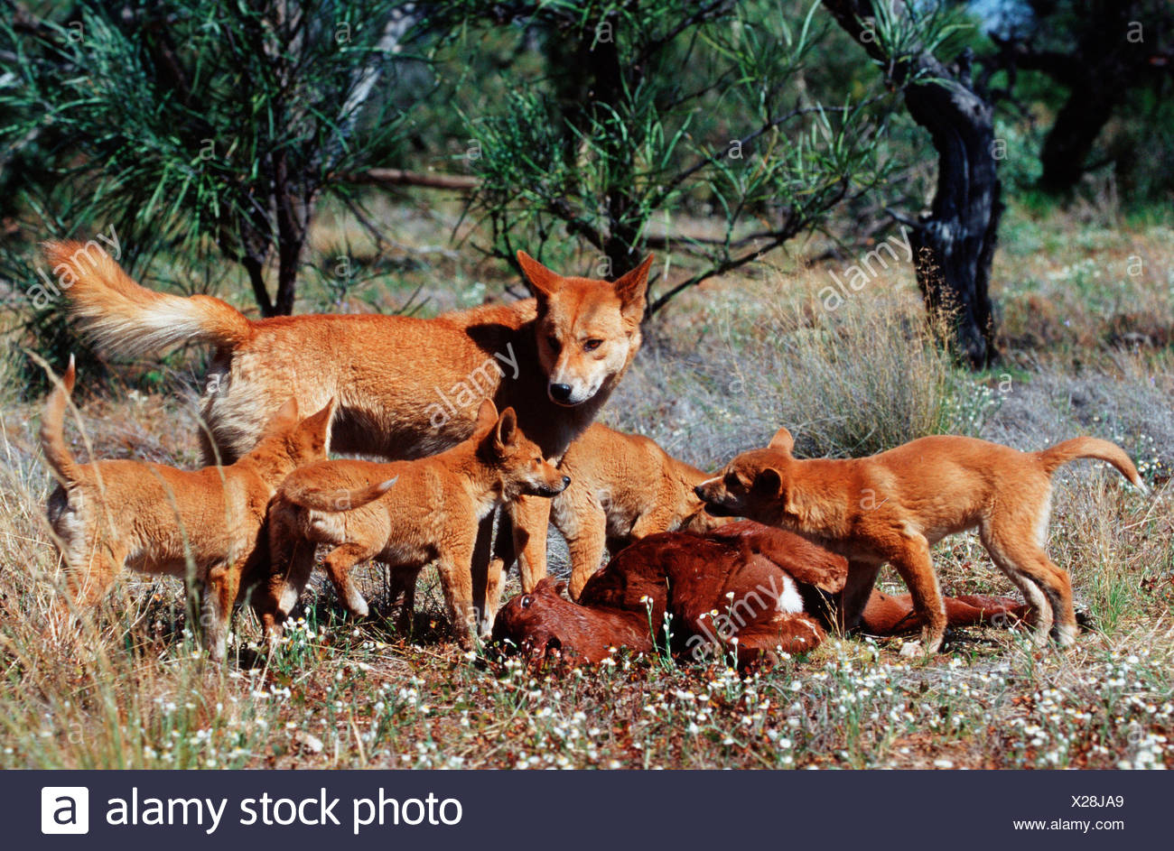 Dingo Eating Stock Photos Dingo Eating Stock Images Alamy dingo-eating-stock-photos-dingo-eating-stock-images-alamy