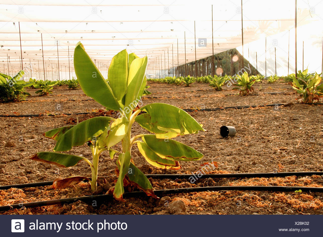 Drip Irrigation System Stock Photos & Drip Irrigation System Stock