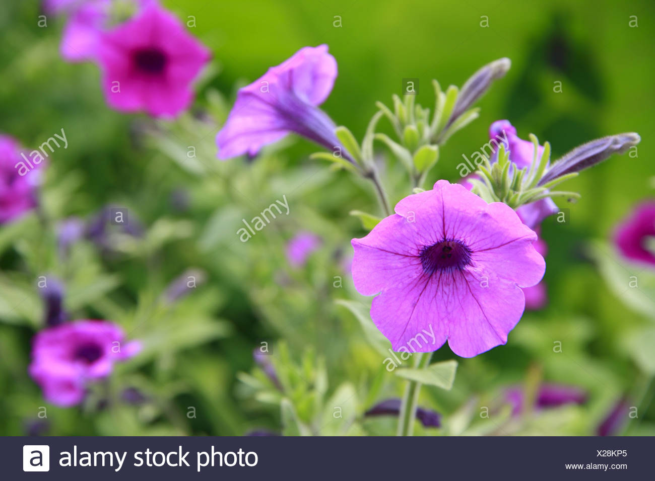 pink flower Stock Photo