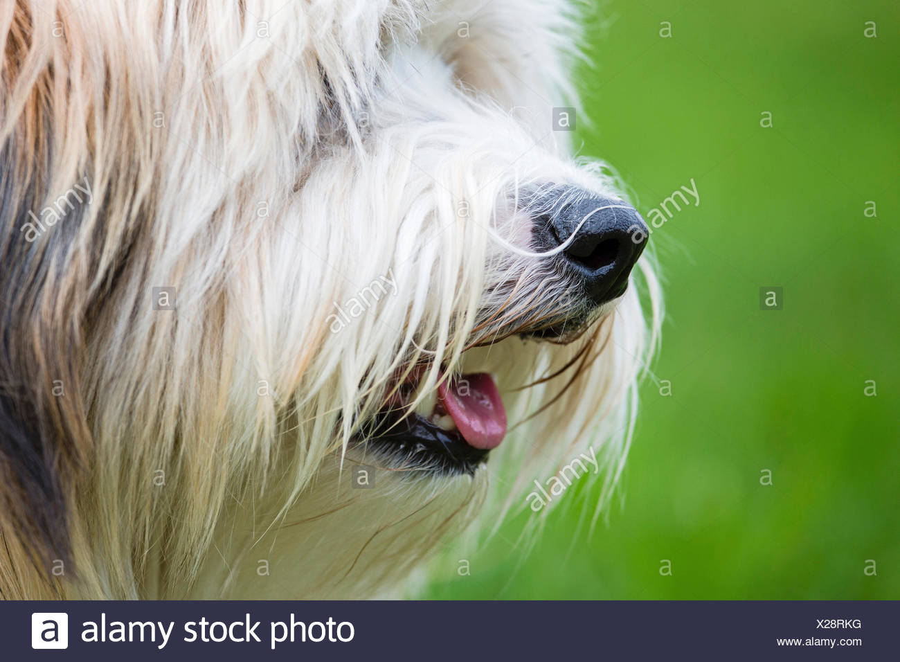 Tibetan Terrier, Tsang Apso, Dokhi Apso (Canis lupus f. familiaris), snout in profile, Germany Stock Photo