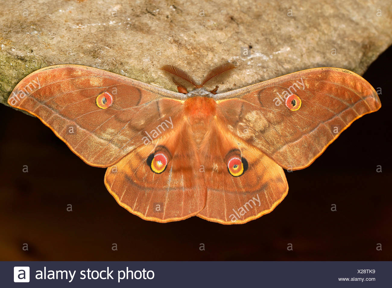 Japanese Moth High Resolution Stock Photography and Images - Alamy