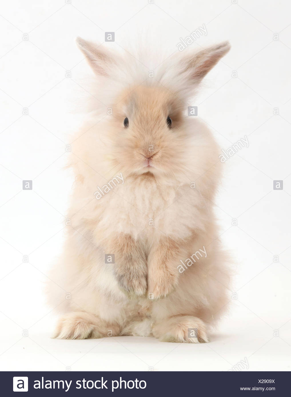 Rabbit Standing On Hind Legs High Resolution Stock Photography and ...