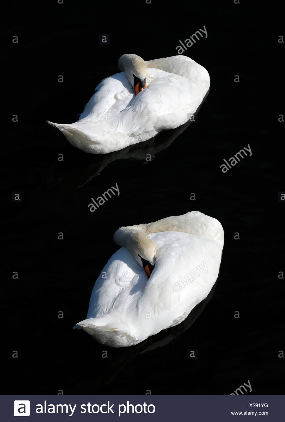 Sleeping pair of Mute Swan (Cygnus olor) Stock Photo