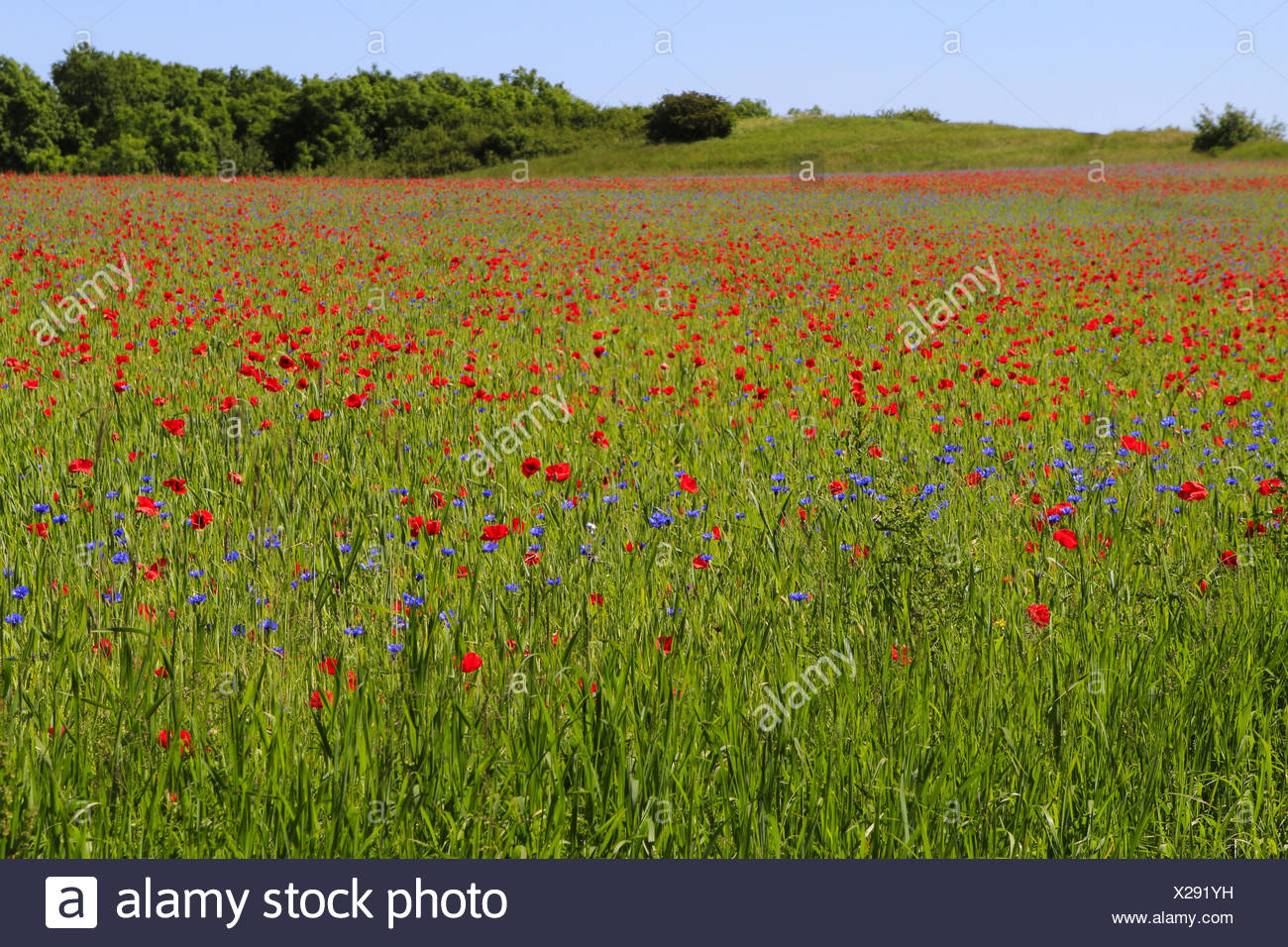 Sommerwiese High Resolution Stock Photography And Images Alamy