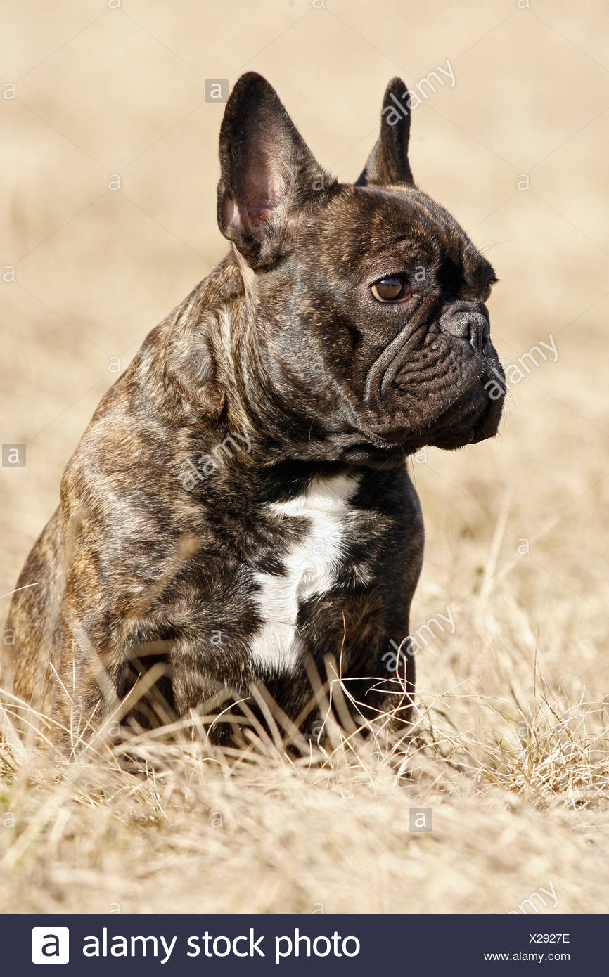 full pedigree french bulldog