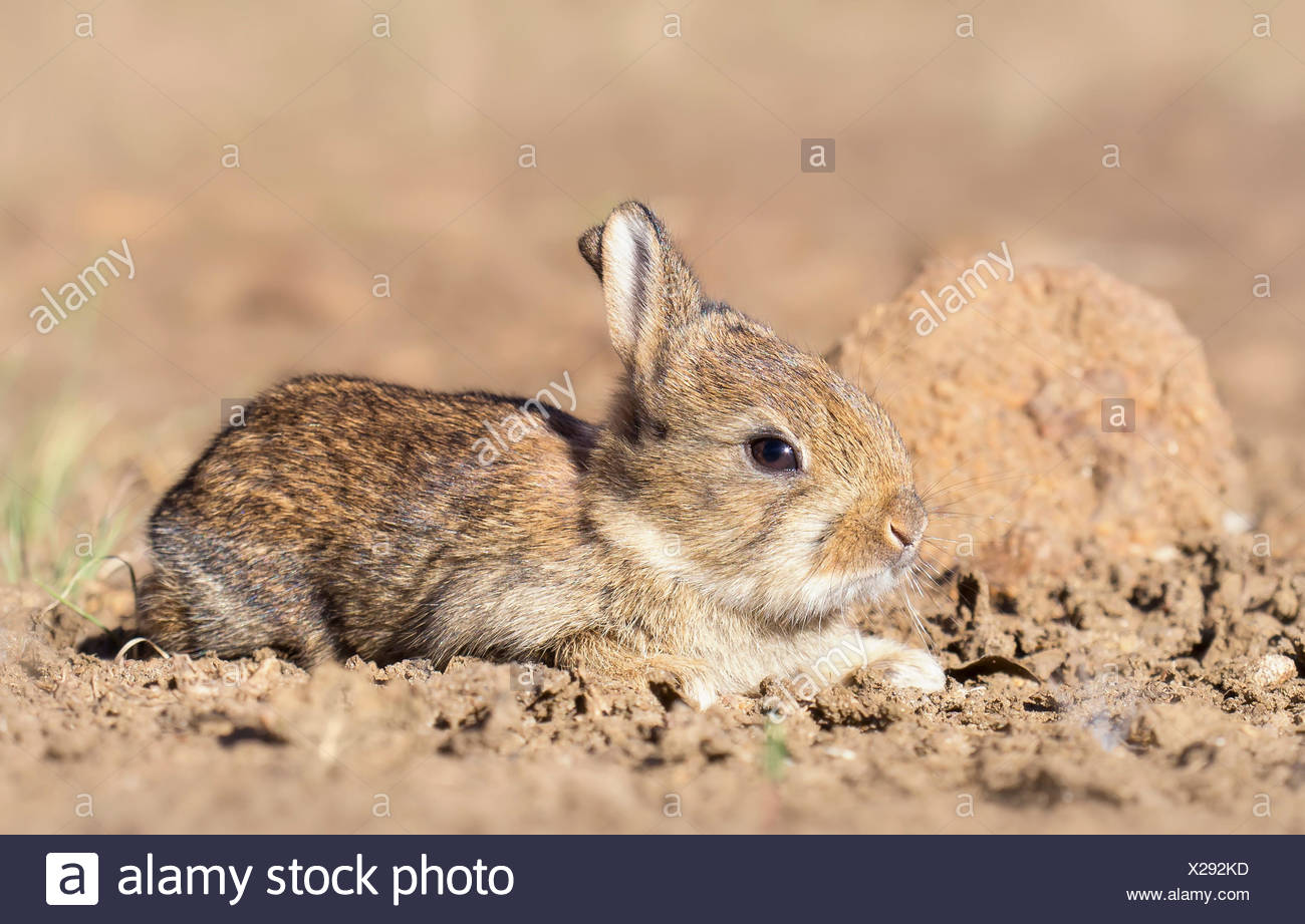 Wild Rabbit Australia High Resolution Stock Photography and Images Alamy