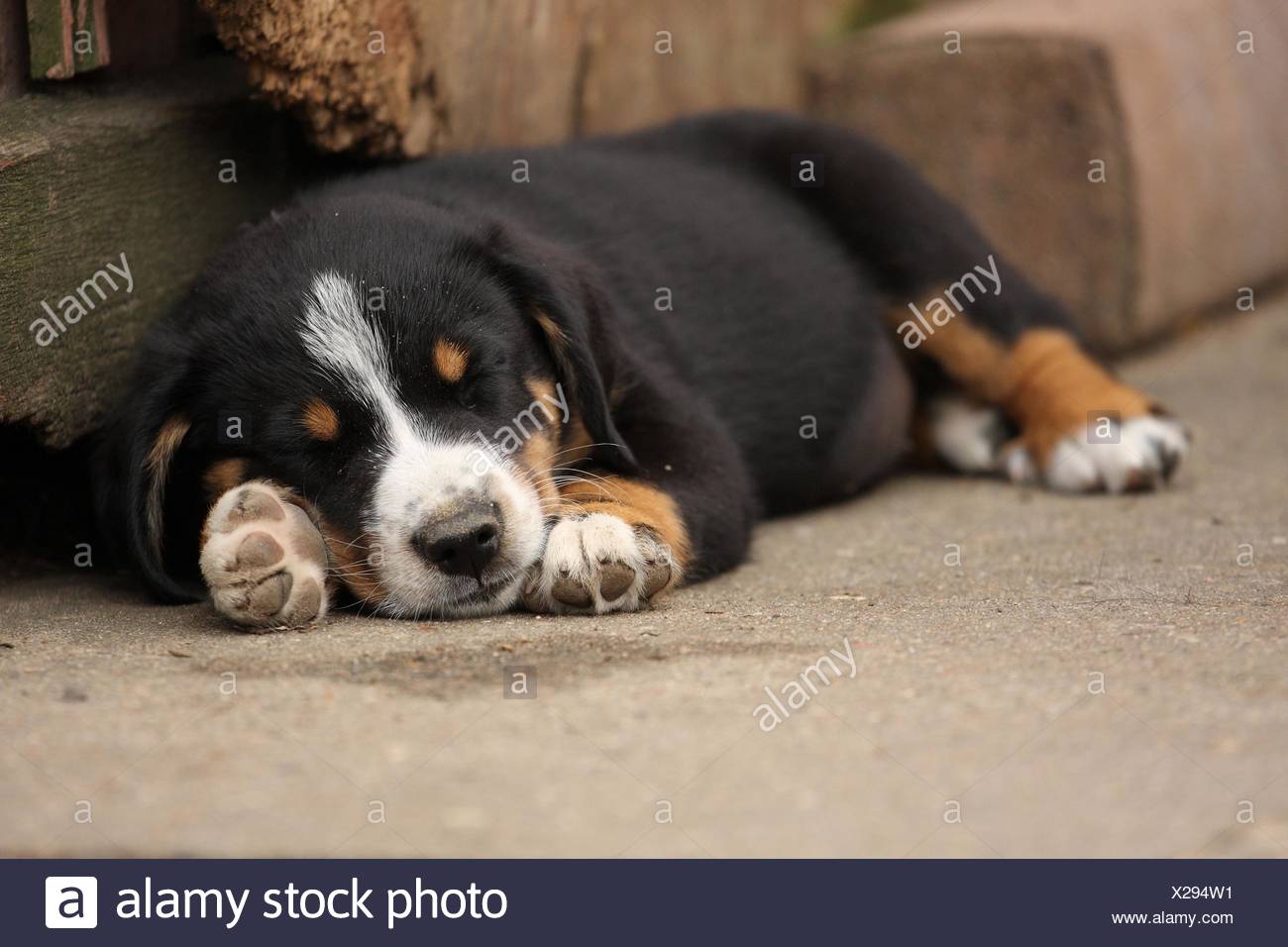 Appenzeller Mountain Dog Puppy Stock Photo 276796605 Alamy