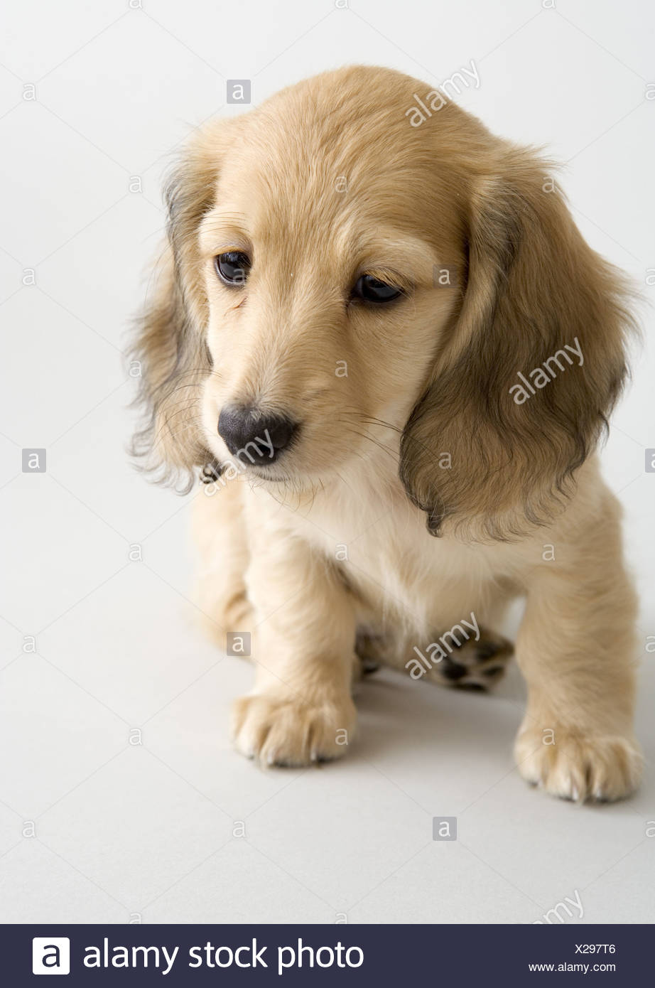 Wiener Dog Stock Photo Alamy