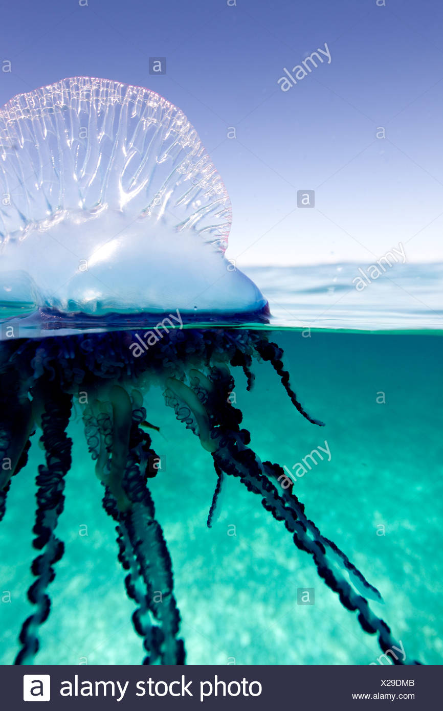 Over/under view of a Portuguese Man of War, a jelly-like marine invertebrate of the Family Physallidae. Stock Photo