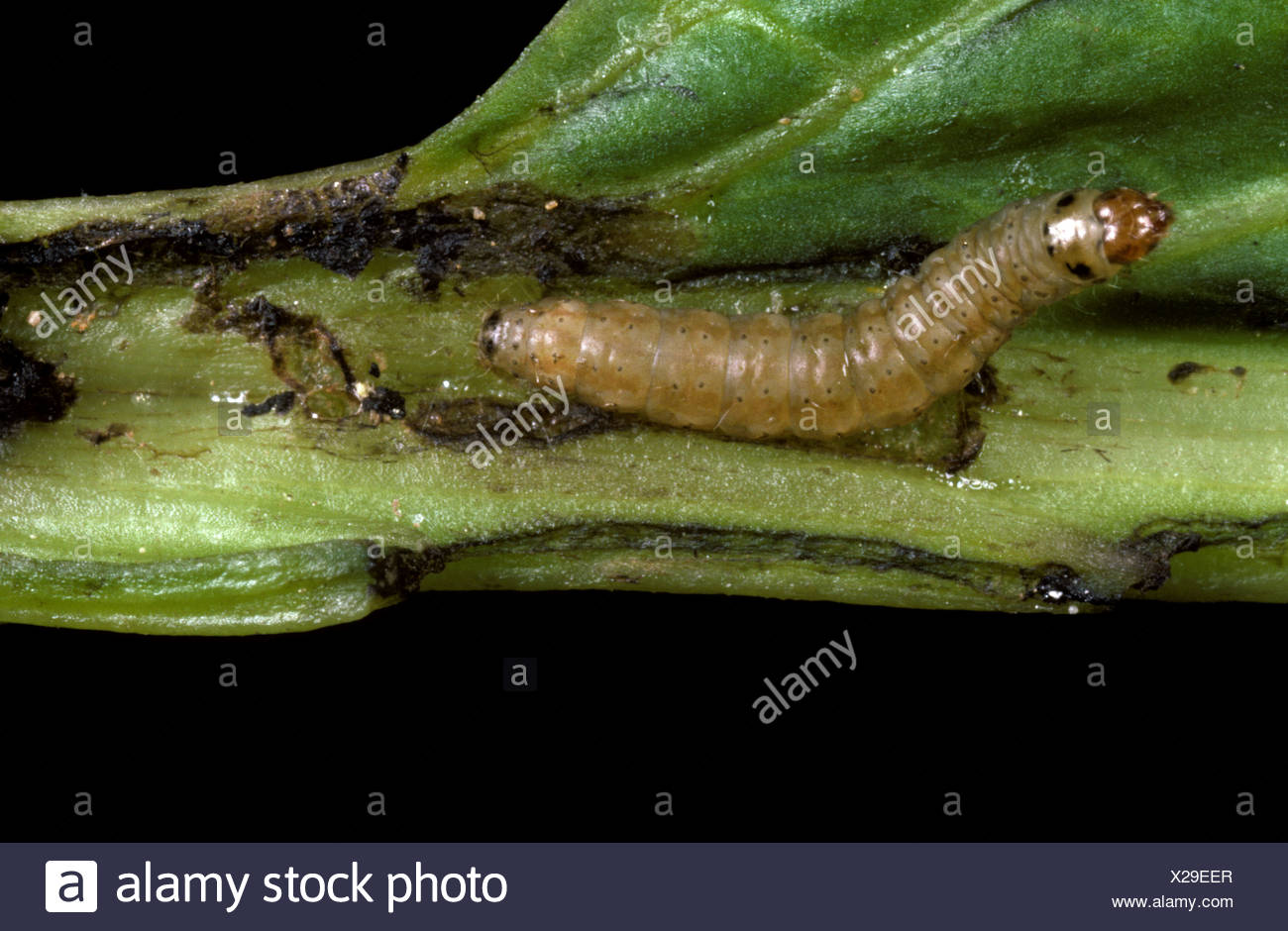 Potato Caterpillar High Resolution Stock Photography and Images Alamy