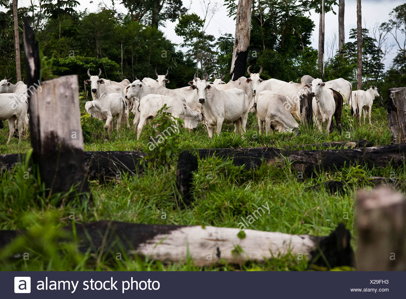 Cattle Farming In Amazon Rainforest