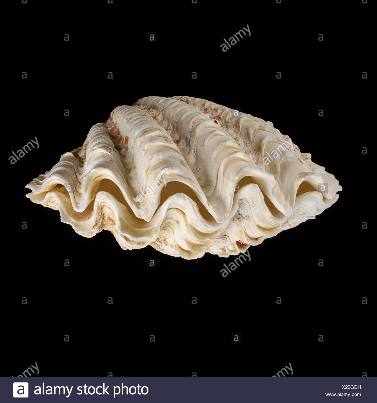 giant white clam shell
