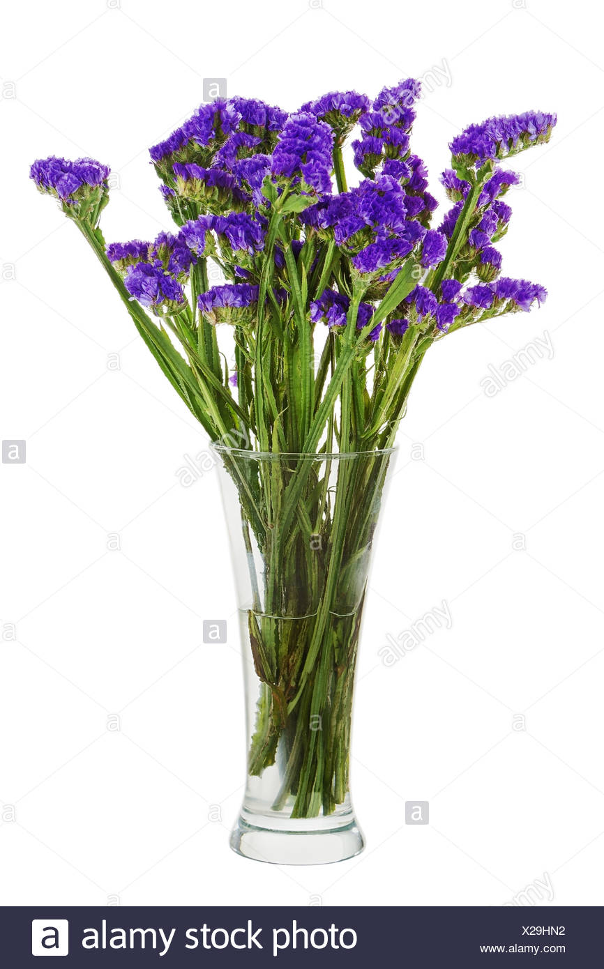 Bouquet From Statice Flowers Arrangement Centerpiece In Vase Isolated On White Background Closeup Stock Photo Alamy