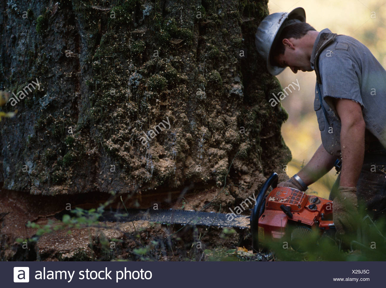 Loggers America High Resolution Stock Photography and Images Alamy