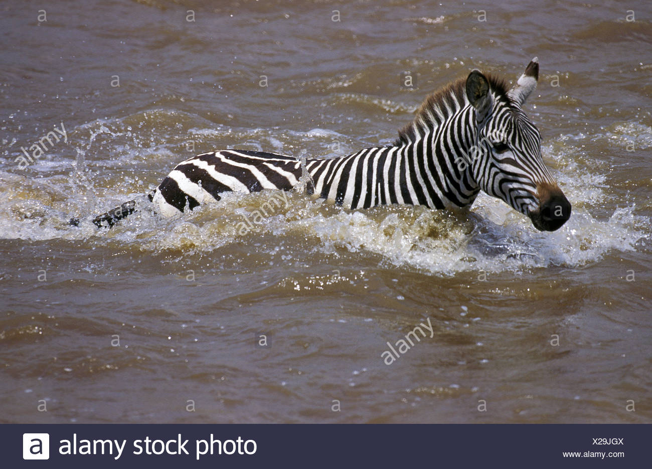 Swimming Zebra In Mara River Stock Photos & Swimming Zebra In Mara River Stock Images Alamy