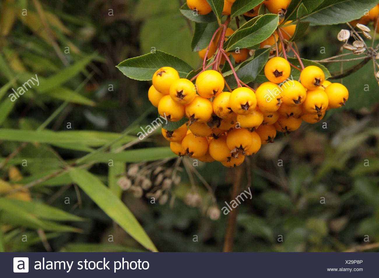 Yellow Berries Stock Photos & Yellow Berries Stock Images Alamy