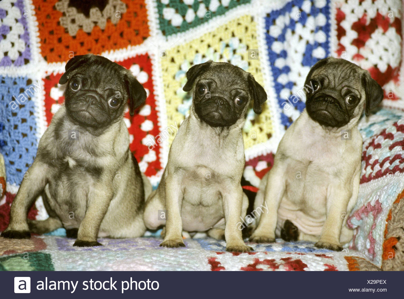 Three Pugs Sitting On A Couch Stock Photo 276810434 Alamy